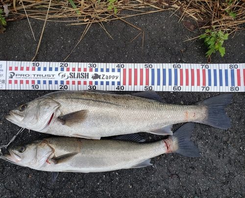 シーバスの釣果