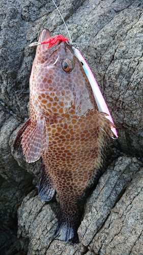 オオモンハタの釣果