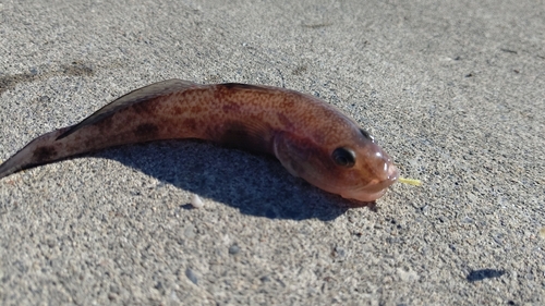 ハゼの釣果