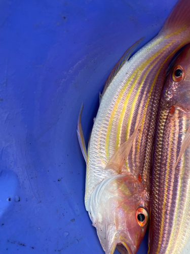 イトヨリダイの釣果