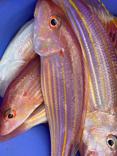 イトヨリダイの釣果