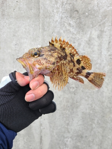 カサゴの釣果