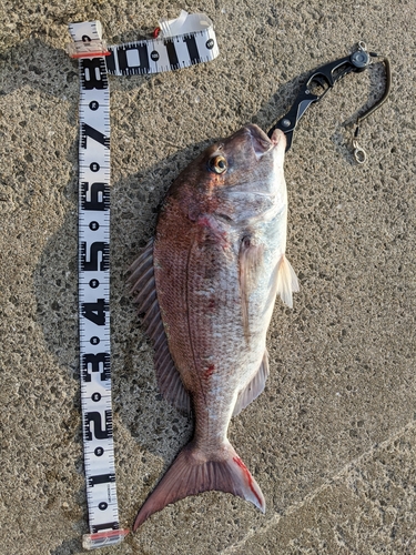 マダイの釣果