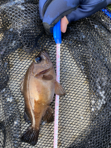 アイナメの釣果