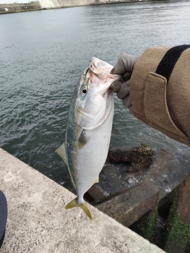 ワカシの釣果