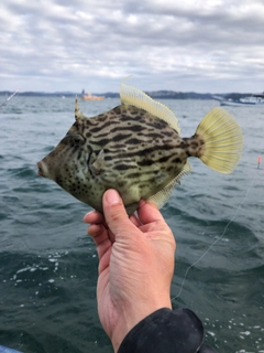 カワハギの釣果