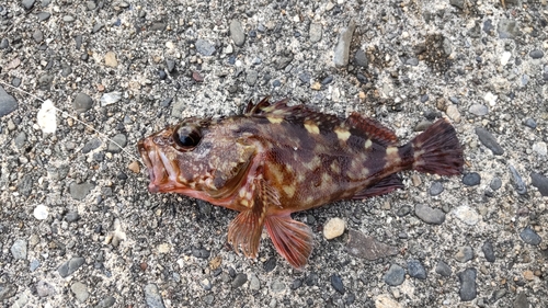 カサゴの釣果