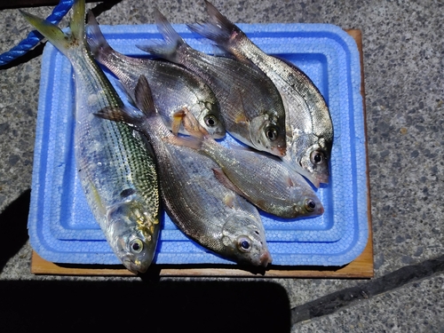 ウミタナゴの釣果