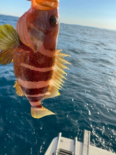 アオハタの釣果