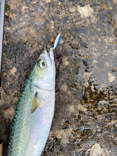 ゴマサバの釣果