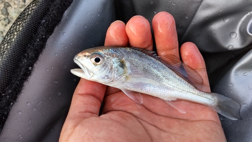 ニベの釣果