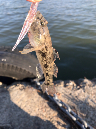 マハゼの釣果