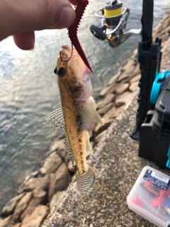 マハゼの釣果