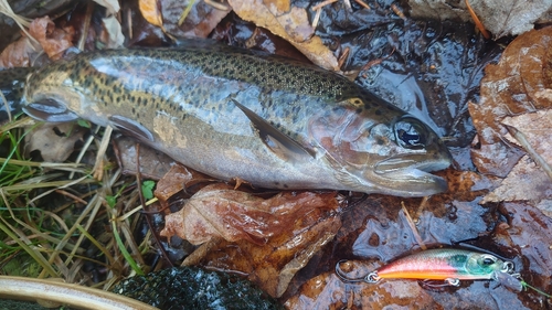 ニジマスの釣果