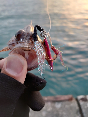 オオモンハタの釣果