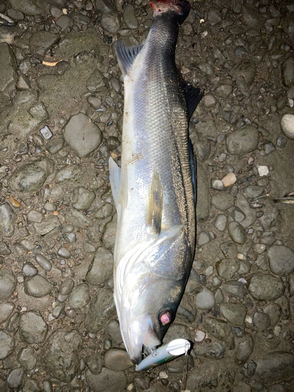 フッコ（マルスズキ）