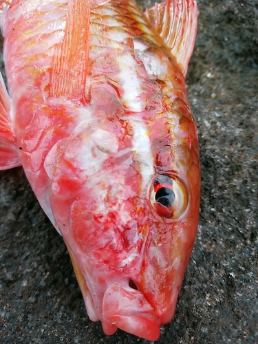 ホウライヒメジの釣果