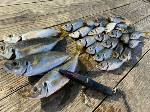 アジの釣果