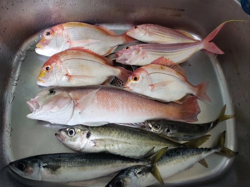 シロアマダイの釣果