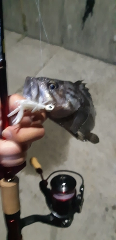 クロソイの釣果
