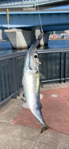 サバの釣果