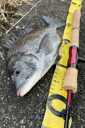 チヌの釣果