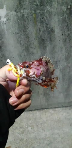 ヨロイメバルの釣果