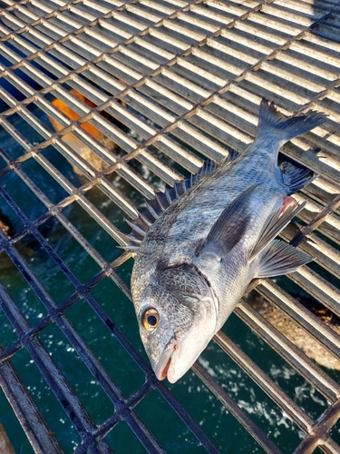 チヌの釣果