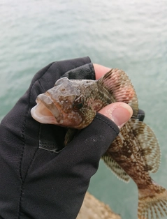 クジメの釣果