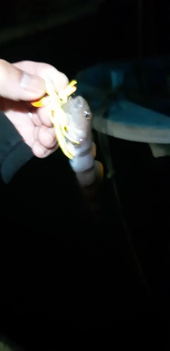 リュウグウハゼの釣果