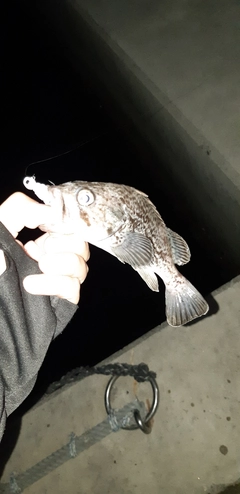 クロソイの釣果