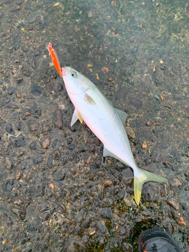 イナダの釣果