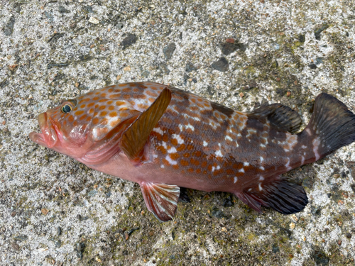 キジハタの釣果