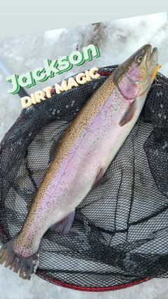 ニジマスの釣果