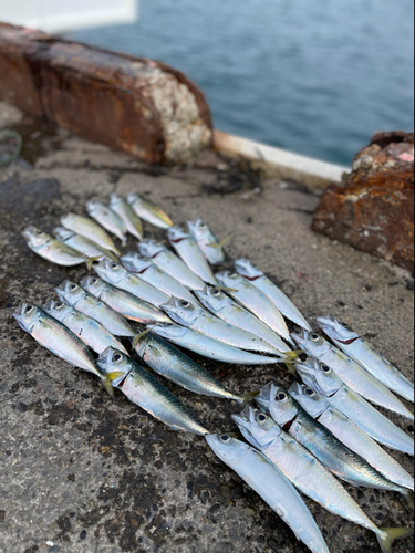 サバの釣果