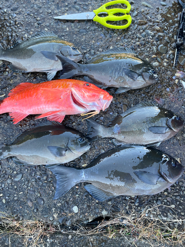 オナガグレの釣果