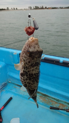 フグの釣果