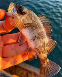 アカメバルの釣果