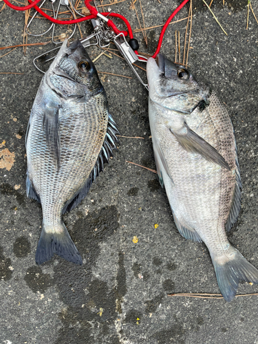 クロダイの釣果