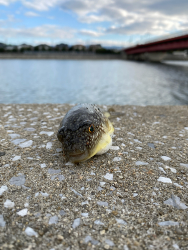 クサフグの釣果