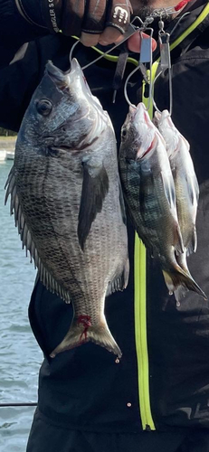 クロダイの釣果