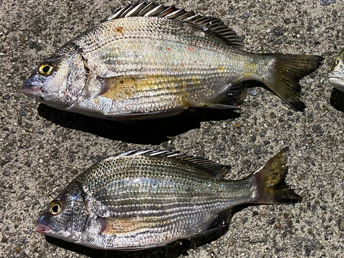 クロダイの釣果