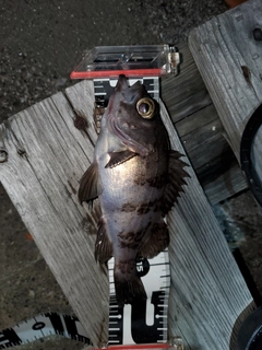 メバルの釣果