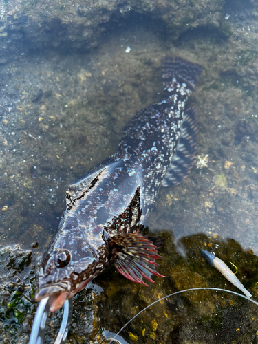 クジメの釣果