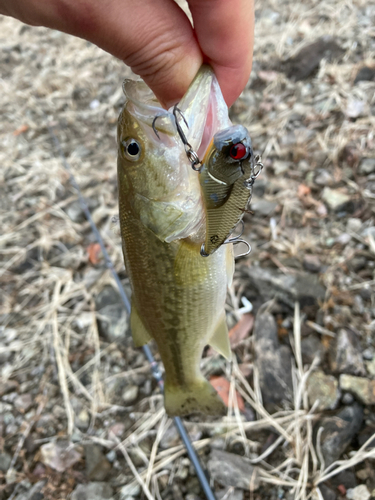 ラージマウスバスの釣果