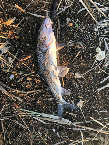 ニゴイの釣果