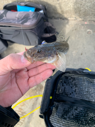 マハゼの釣果