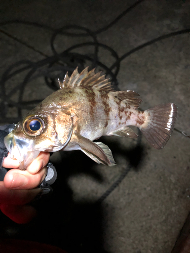 ソイの釣果