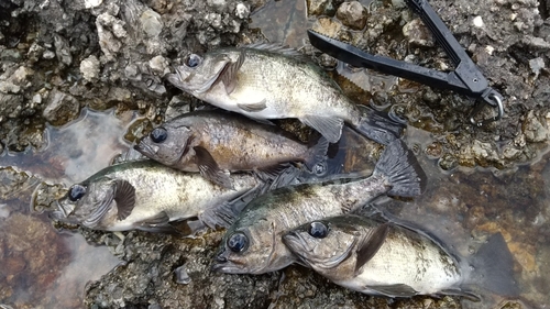 メバルの釣果