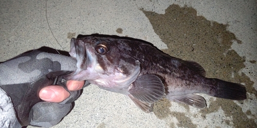 クロソイの釣果